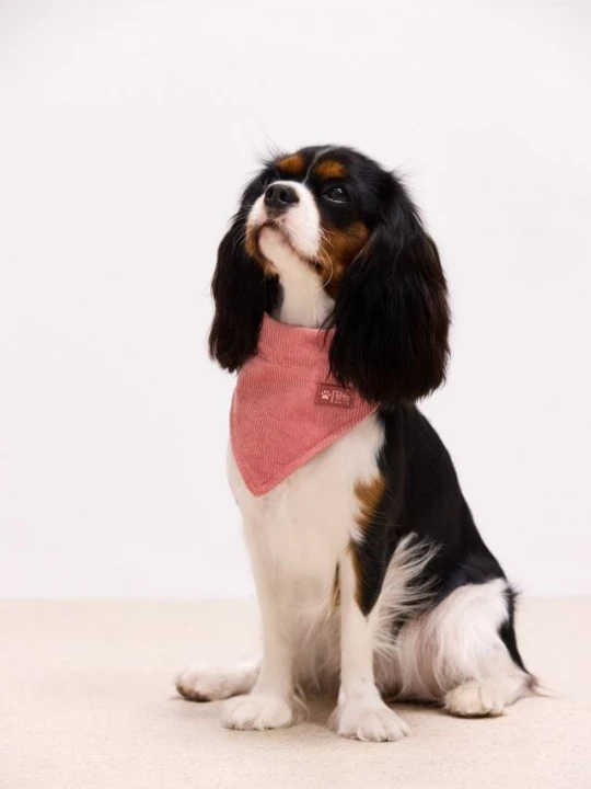 Foto del prodotto Mohito - Collare per cani - rosa pastello
