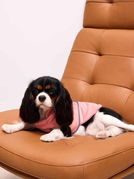 Foto del prodotto Mohito - Giacca per cani - rosa pastello