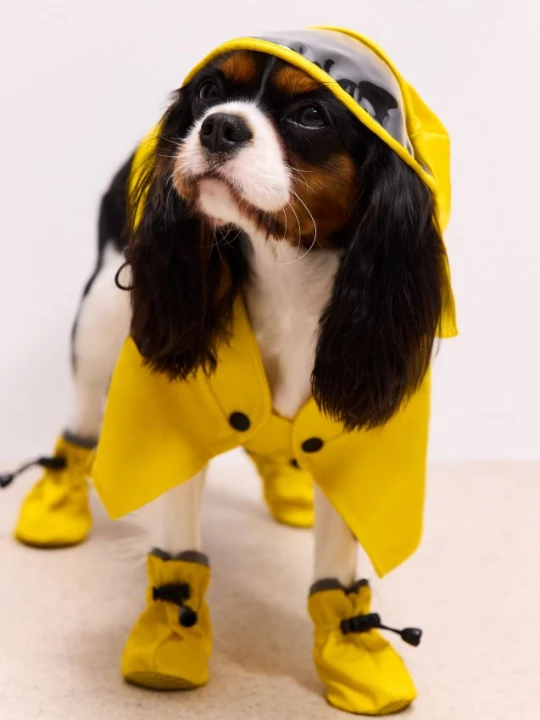 Foto del prodotto Mohito - Impermeabile per cani - giallo